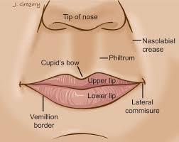 Lip Cancer: Head and Neck Cancer Info for Teens